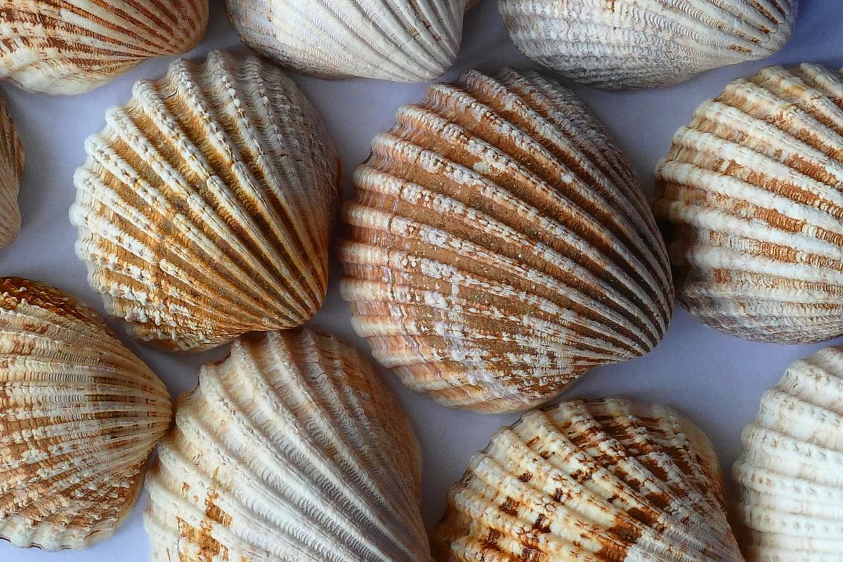 Traditional Uses Of Seashells You Should Know