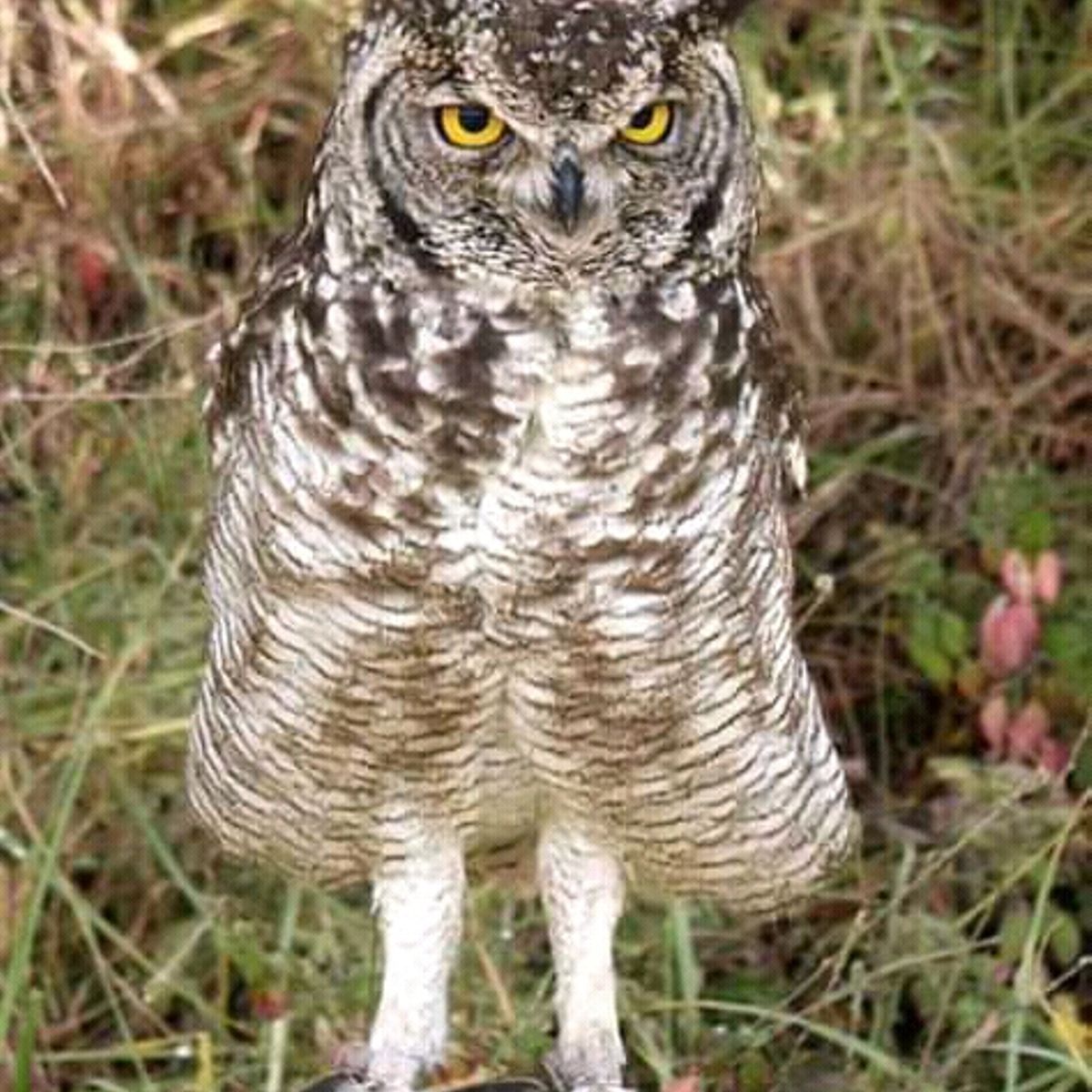 Why Kambas wake up at night to chase owls