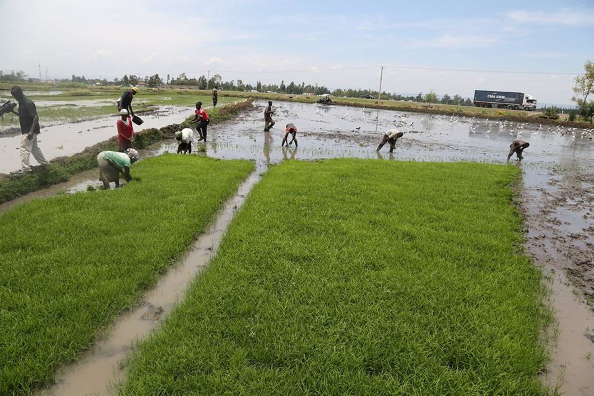 State set to buy rice from Nyando farmers