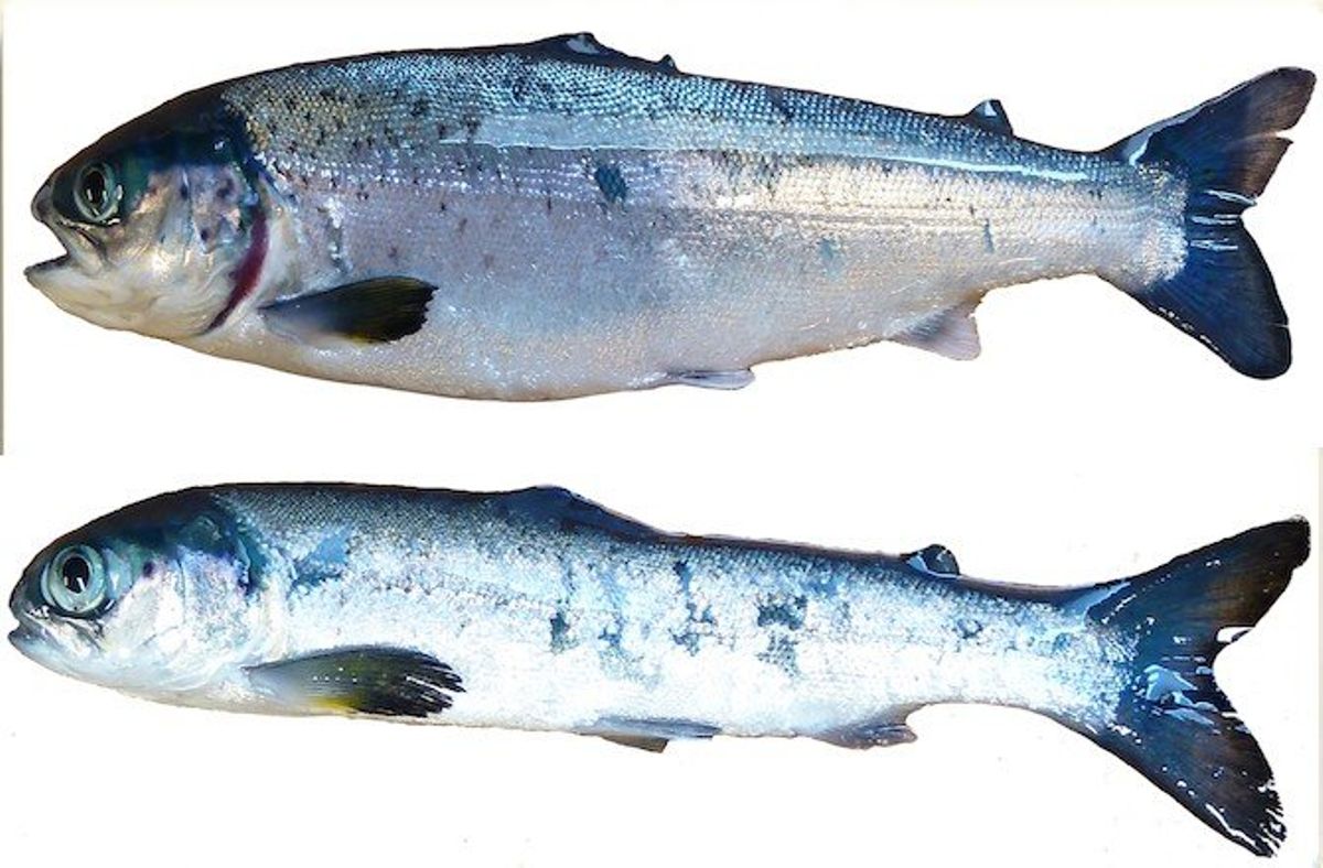Types of fish you should never eat [Photos]