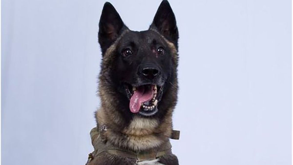 Meet dog that helped kill ISIS leader Abu Bakr al-Baghdadi