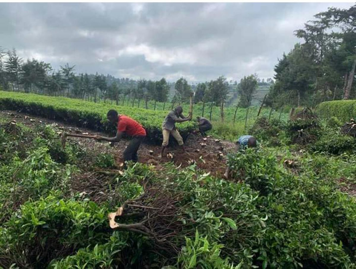 Angry Gusii farmers uproot tea bushes over poor bonus payments