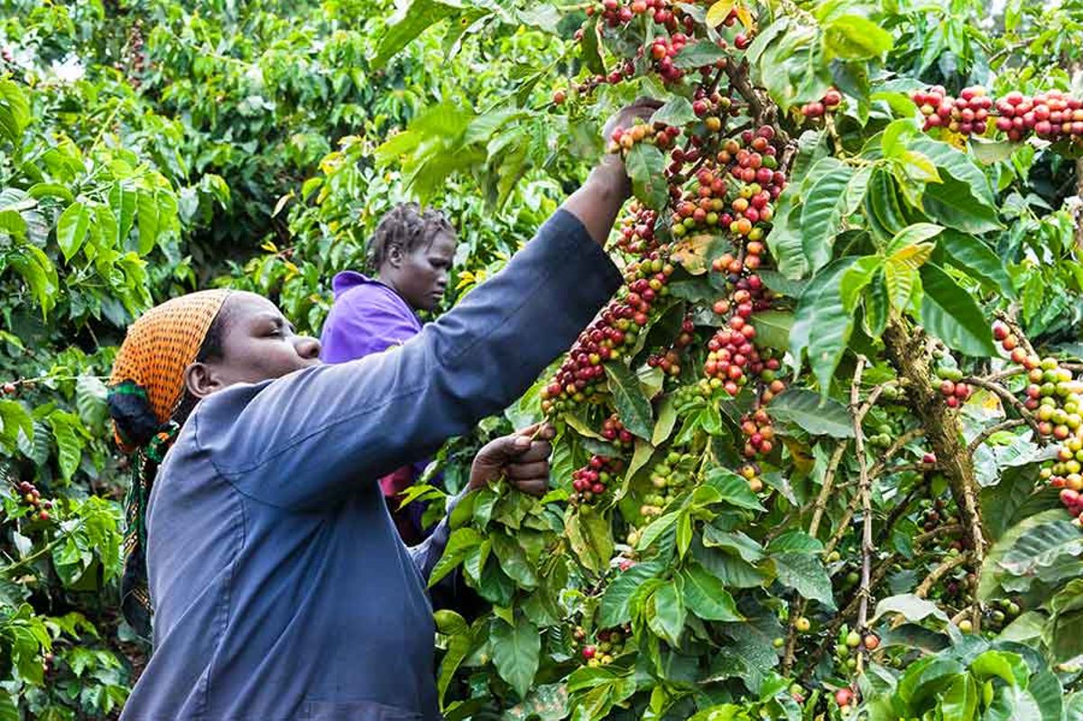 Government orders processing of coffee before export