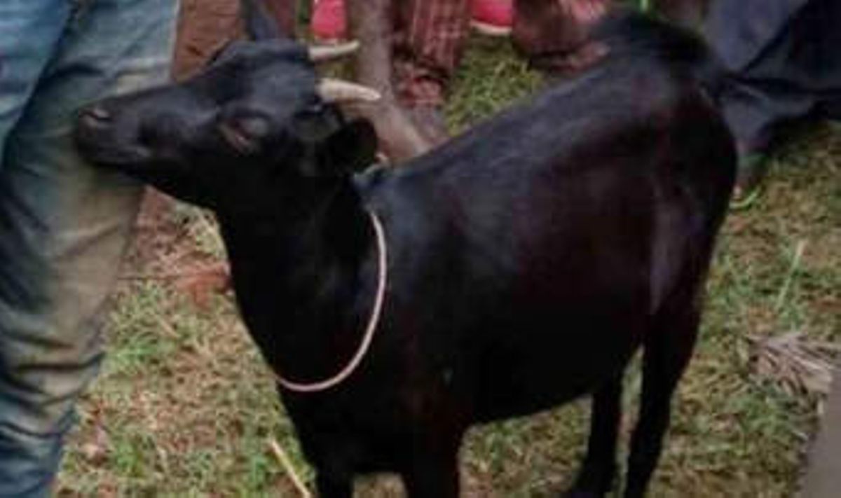 Man caught in the act with goat, blames alcohol