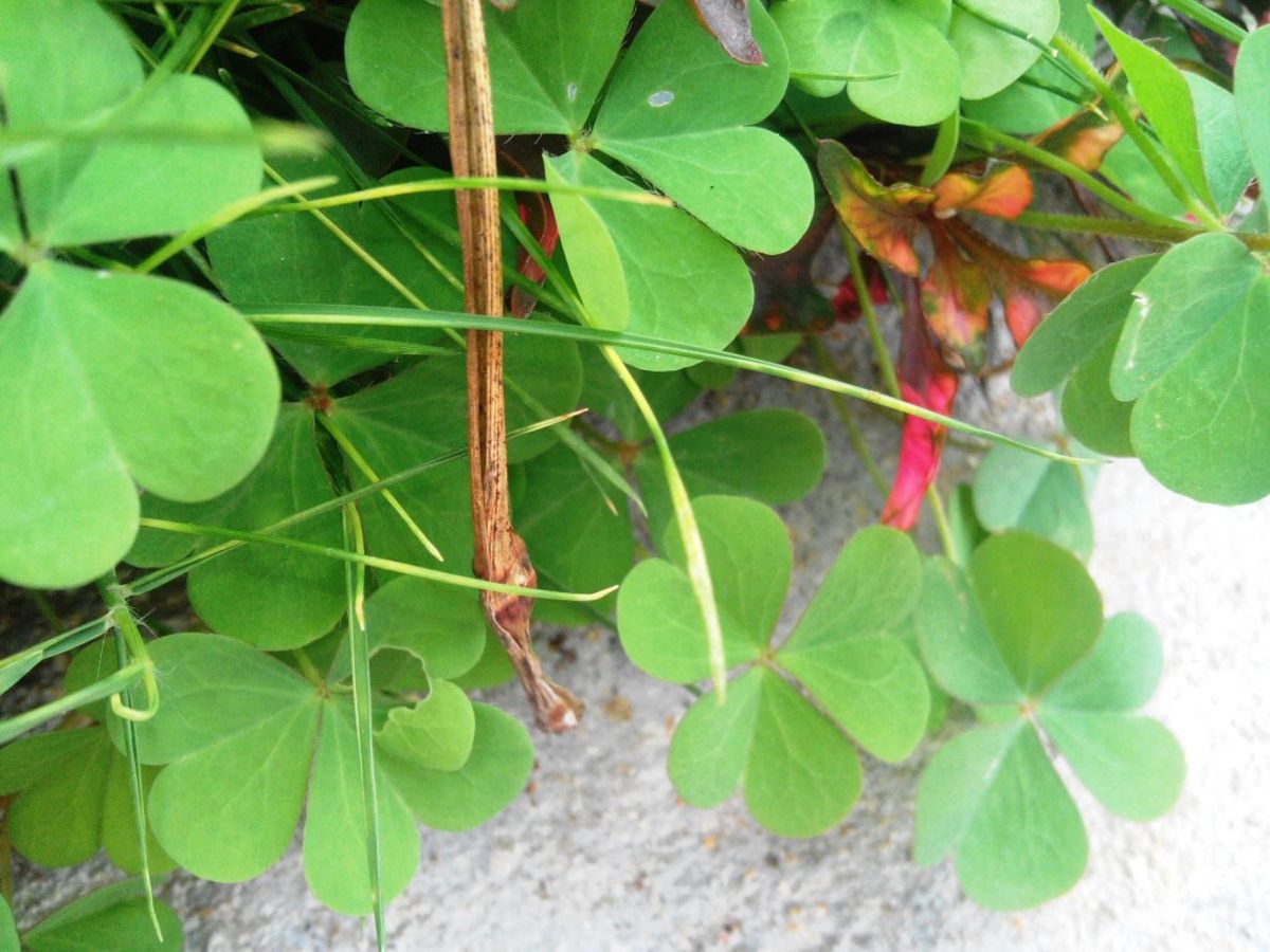 4 amazing benefits of oxalis