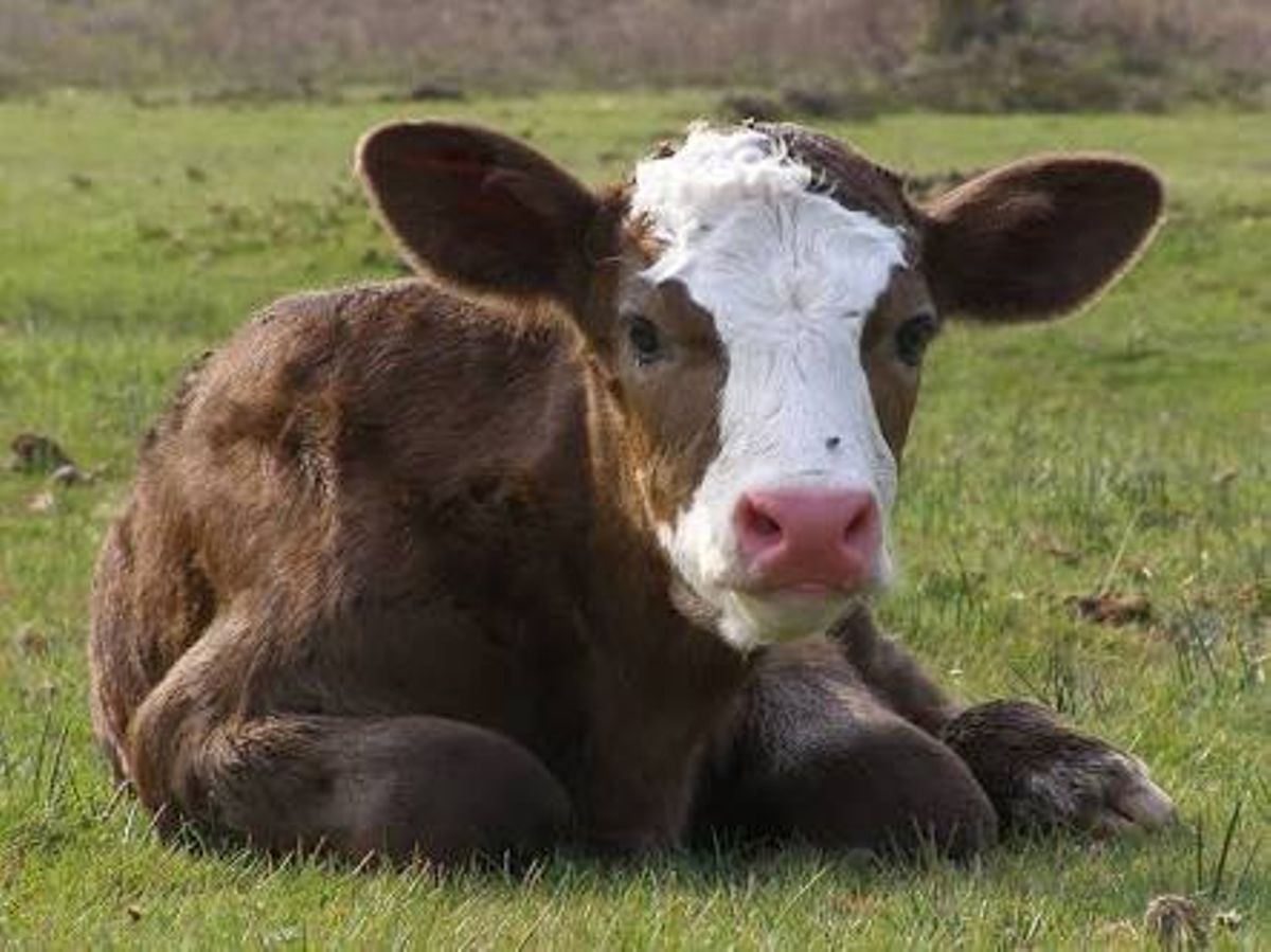 Cow gives birth to calf with two heads and human foot