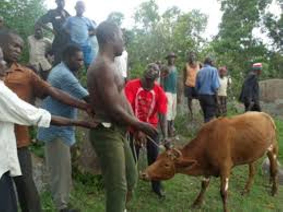 Wife busts husband in the act with a cow