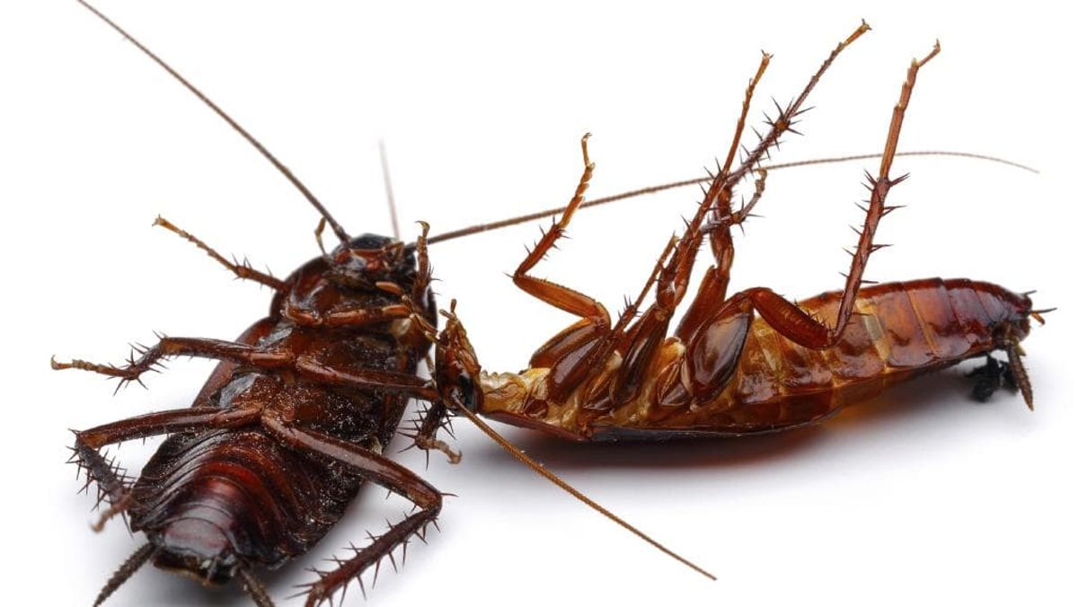3 remedies that will get cockroaches out of your house for good.