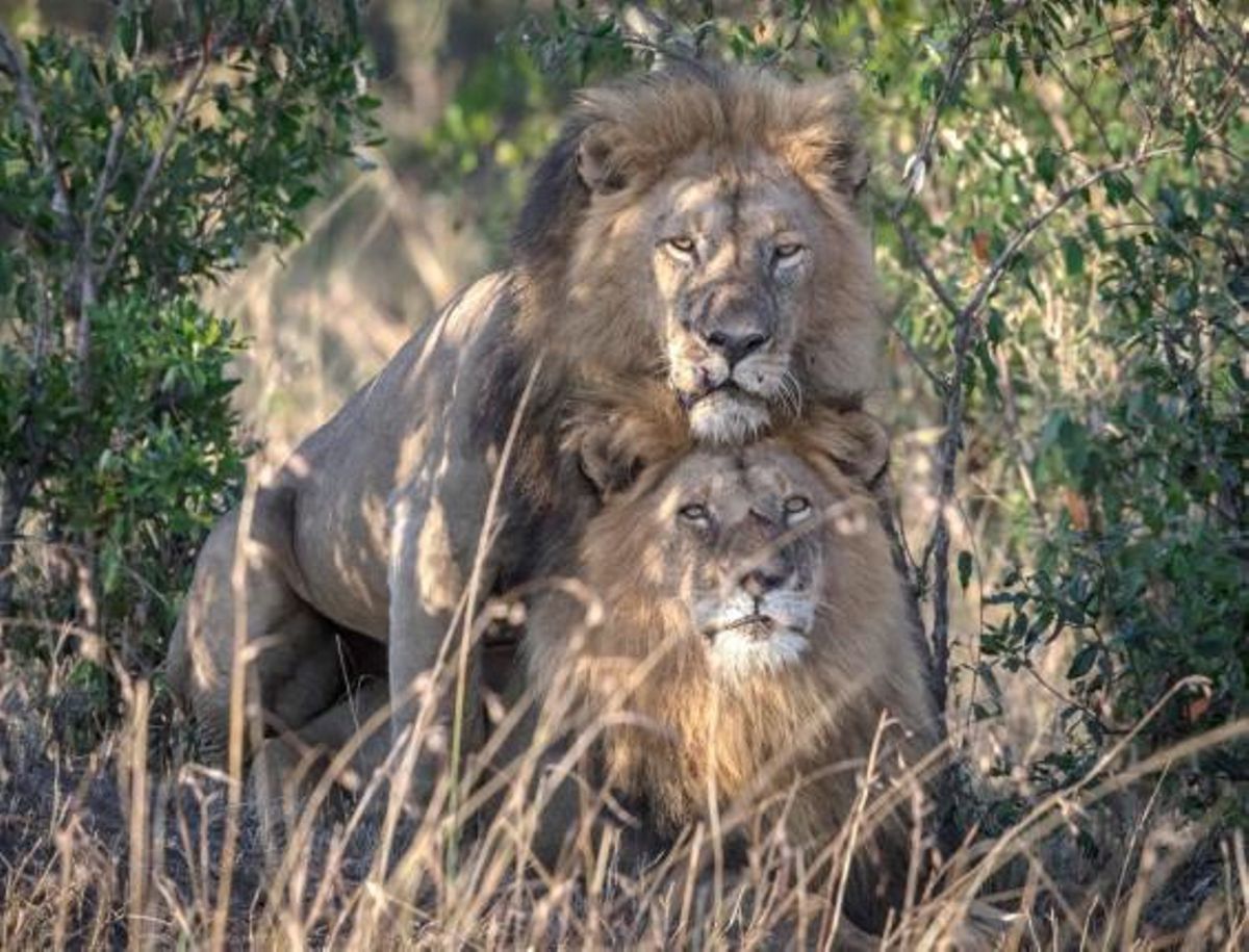 Gay lions spotted 'making love' in Maasai Mara [PHOTOS]