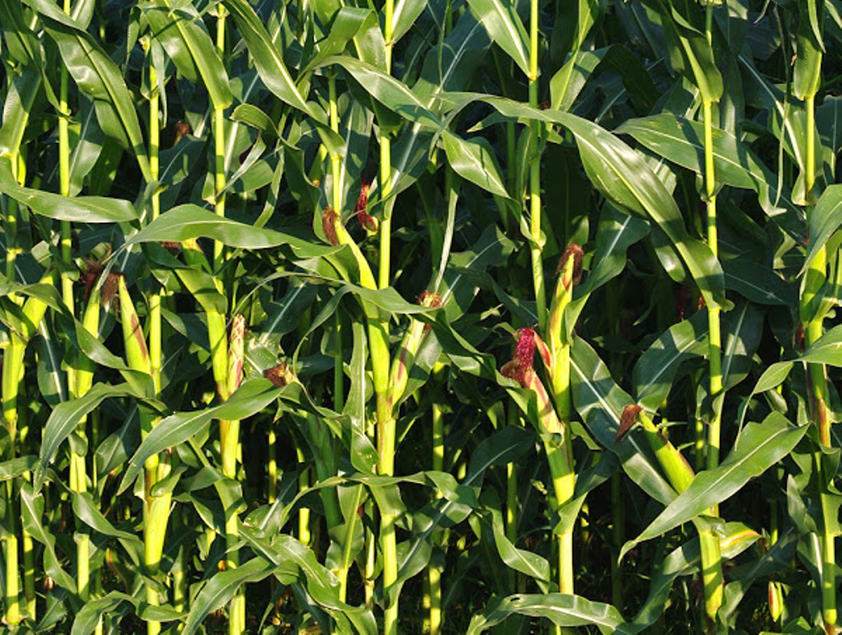 Kenya to face a four-month maize shortage