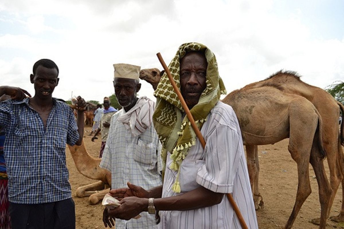 Drought's devastating impact on camel business in Garissa