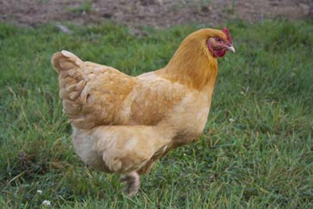 All You Need To Know About Poultry Farming