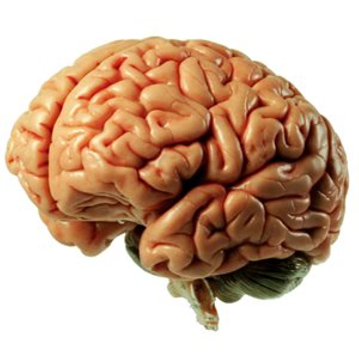 5-fun-facts-about-your-brain