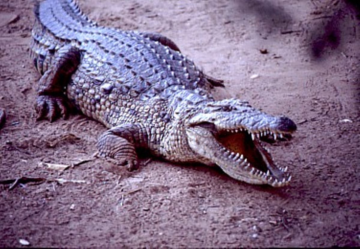 Крокодил ночью. Крокодилы ночью. Крокодилы ночью. Крокодил ночью. Крокодил в воде.