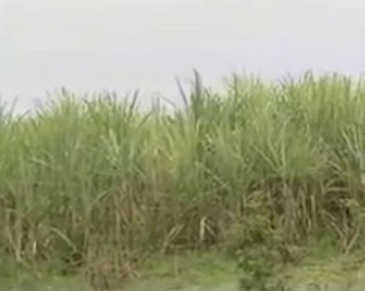 Randy bachelor caught with a married woman in a sugarcane plantation