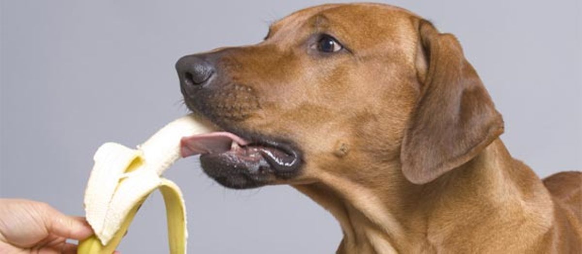 Five foods that are harmful to your dog