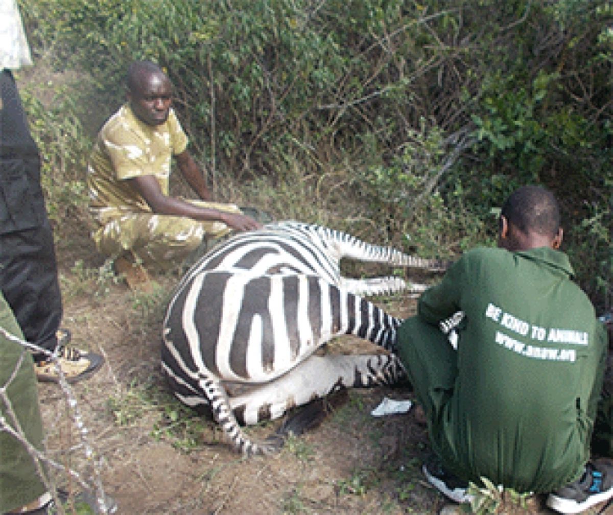 Bushmeat hunting The new threat to wildlife in Kenya