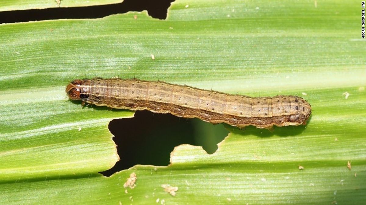 Experts warn of continued armyworms attacks