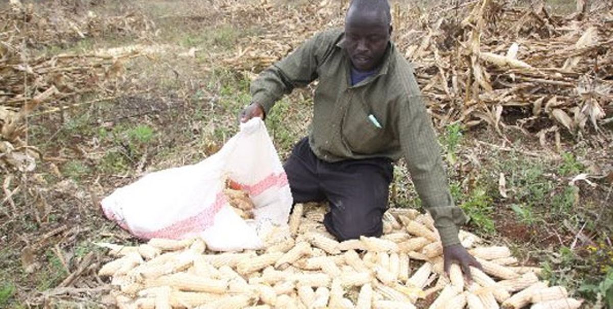 Government to import two million bags of maize
