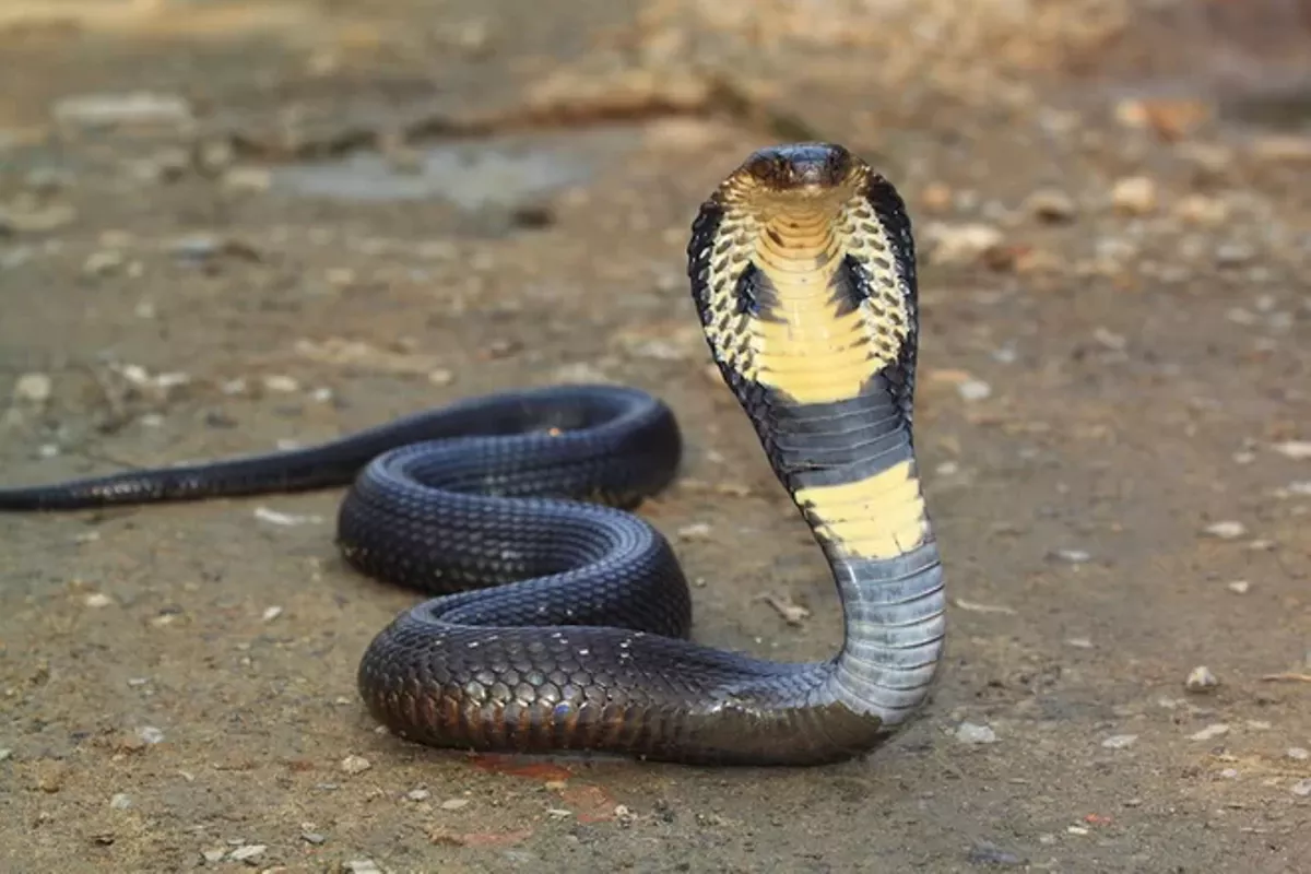 Three most poisonous snakes that kill within minutes