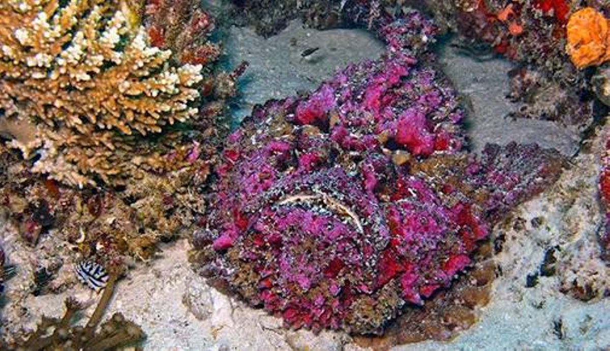 Why stonefish could kill you in seconds