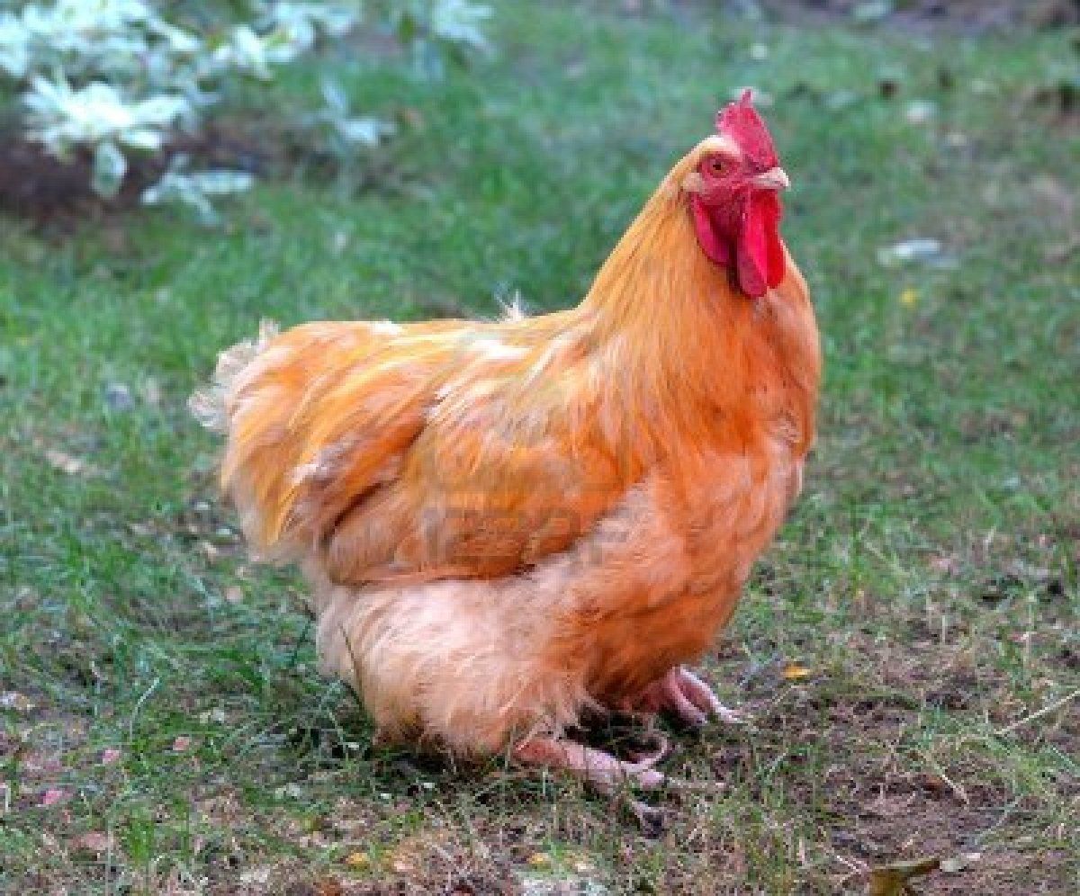 Каким цветом курица фото Man caught in the act with two chicken