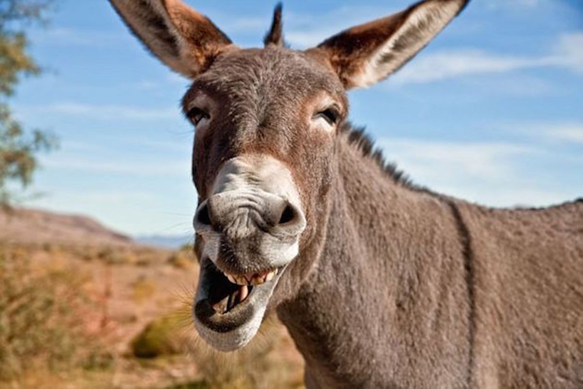 Man hospitalised after being bitten by donkey.