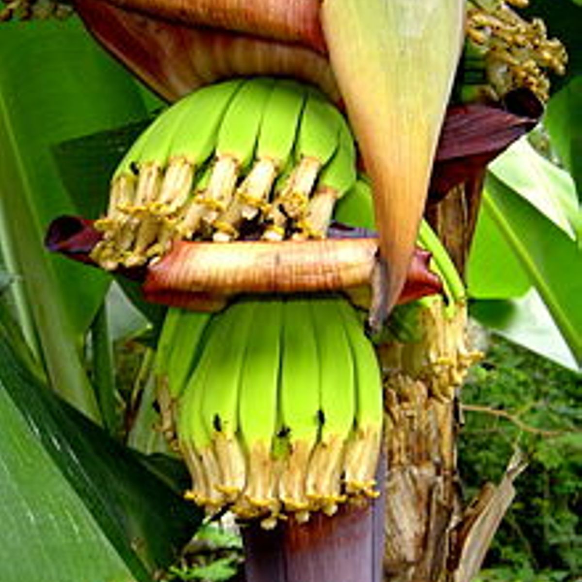 7-amazing-facts-about-bananas-you-did-not-know