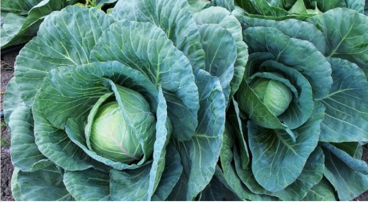 The 10kgcabbage variety you should have in your farm