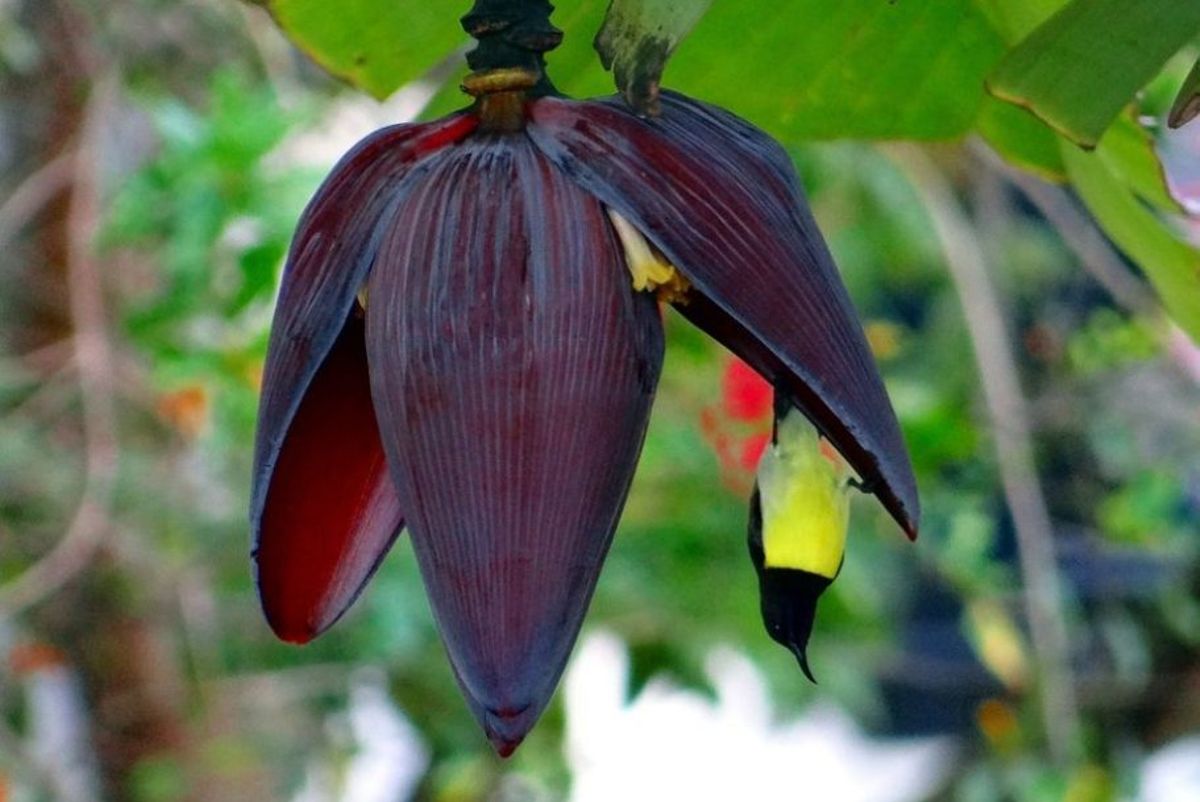 3 amazing health benefits of eating banana flowers