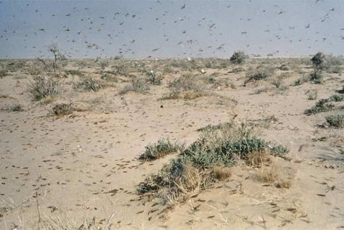 It is the high time government declares locusts' invasion as a national