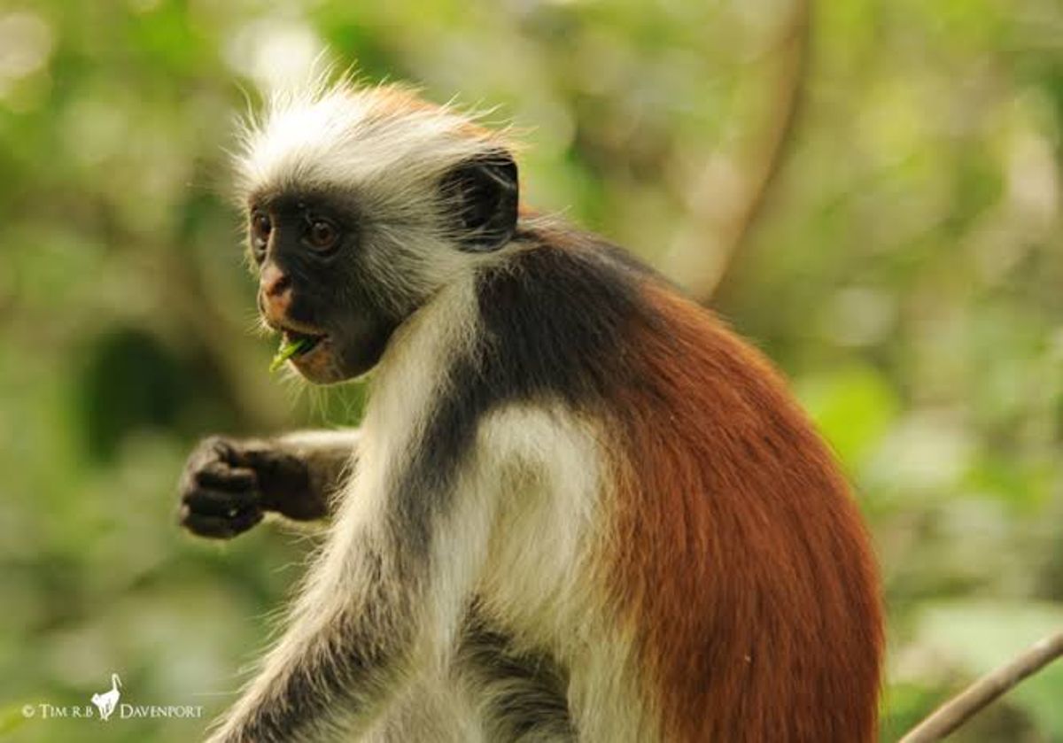 Residents threaten to slaughter 'stubborn' monkeys in Matungulu