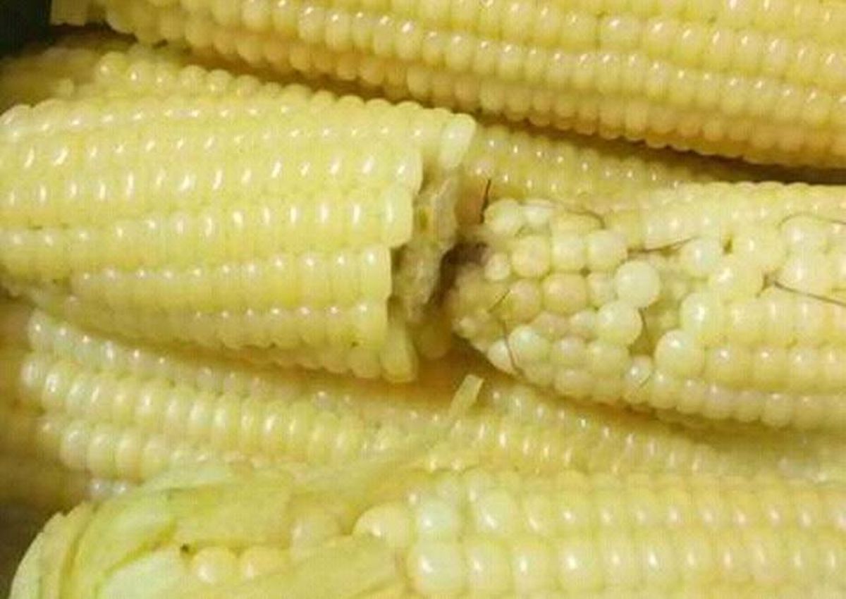 maize-foliar-fertilization