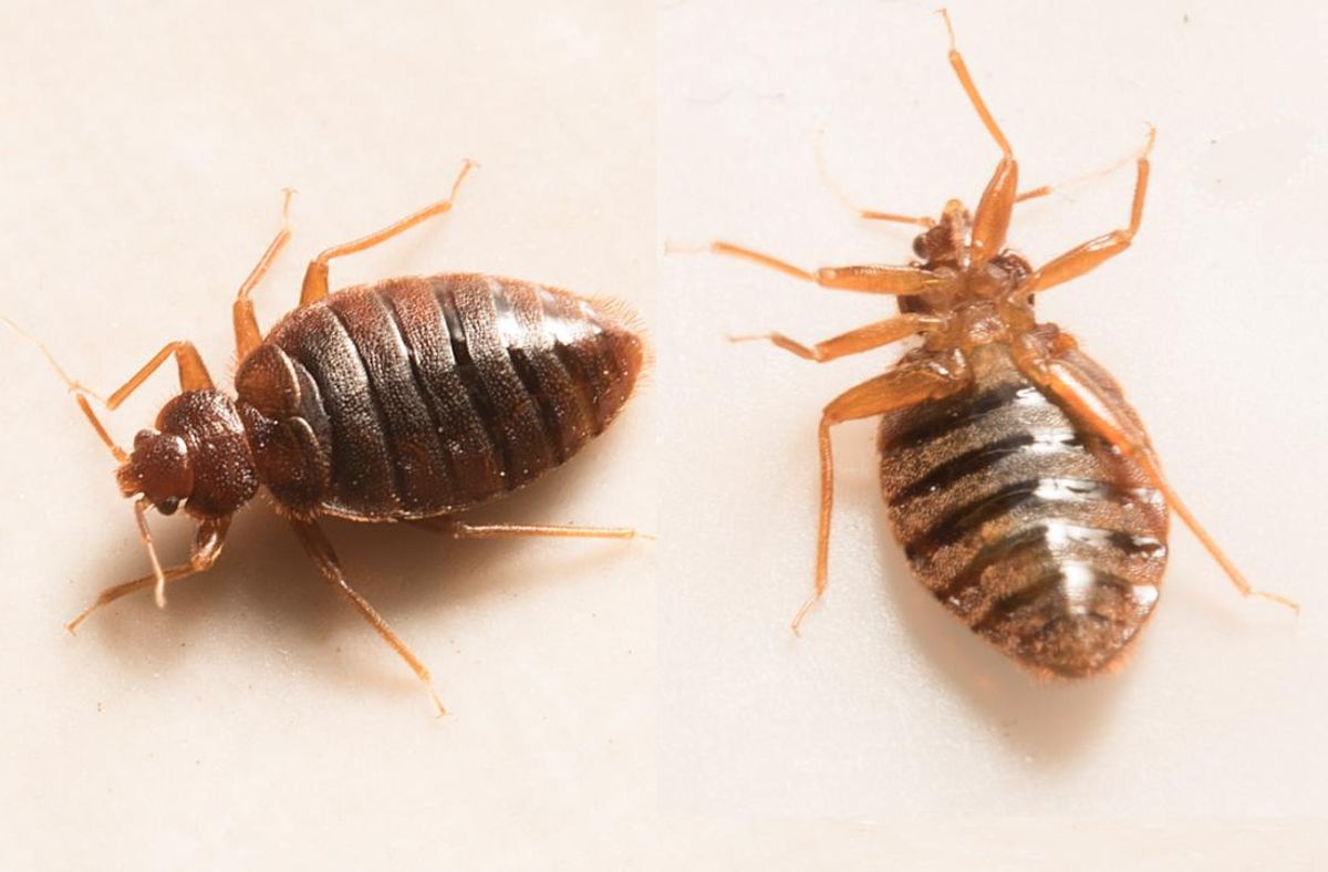 Unexpected diseases you could get from bedbug bites