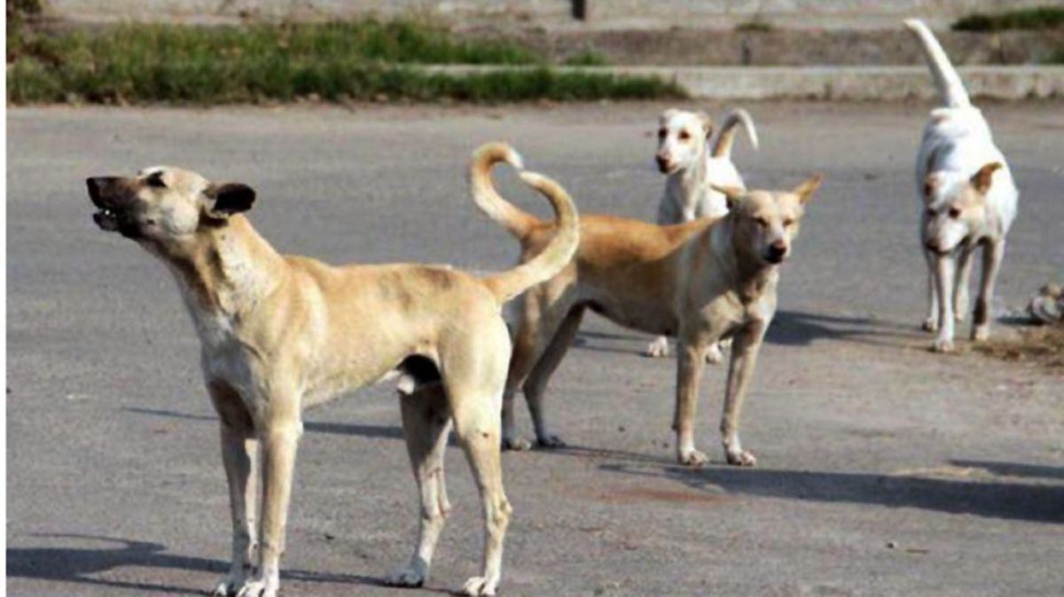 Stray Dogs Maul 9-year-old Boy To Death